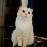 گربه اسکاتیش بریتیش عروسک