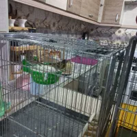 یه جفت گلبسر نرو ماده