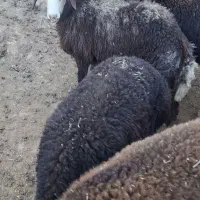 ۲۰ راس بره نر قزل افشار پایه پروار