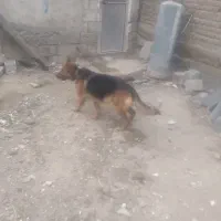 سگ ژرمن|سگ|اردبیل, |دیوار