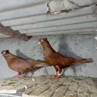 نر ماده سرخ آبادانی