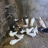 کفتر|کلکسیون و سرگرمی|چرداول, |دیوار