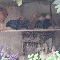 مرغ و خروس