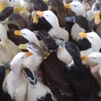 ۵۰۰ عدد اردک ۳ ماهه