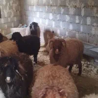 چندراس بره نر پروار