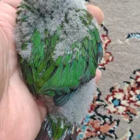 جوجه گرینچیک بلک کپ