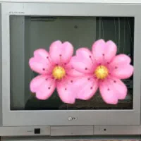 تلویزیون