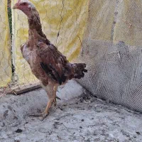 دو عدد مرغ لاری