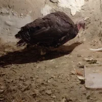 بوقلمون ماده
