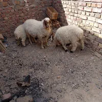 گوسفندها چاق و مالداری خوب