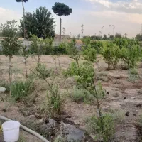 باغچه|خدمات باغبانی و درختکاری|قلعه نو, |دیوار