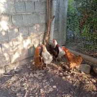 مرغ تخم گذار