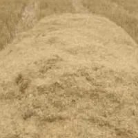 کاه گندم دیم چگنی