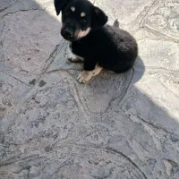 پاکوتاه نر