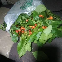 میوه گیلاس