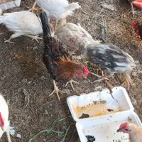 خروس|حیوانات مزرعه|اردکان, |دیوار