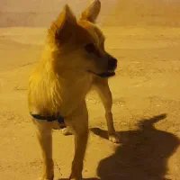 گمشده