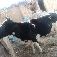 گاو و گوساله