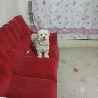 سگ پاپی