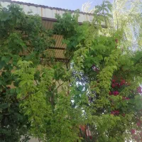 فروش ویلادو نبش ساردوییه محمد اباد بابسکاکان