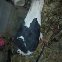 کبوتر