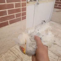 تعدادی جوجه مرغ