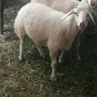 یک عدد بره ماده نزاییده مهربونی چاق