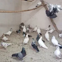 کفتر نروماده. پرشی
