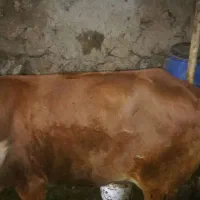 با سلام یک راس گاو محلی چاق بالای ۱۰۰گوشت وگوساله