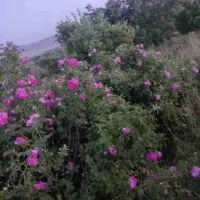 گل محمدی تازه برای گلاب و مربا و خشک کردن
