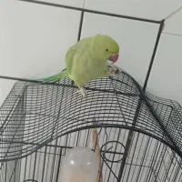 پرنده