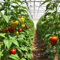 برنامه تضمینی تغذیه گلخانهای افزایش تناژ