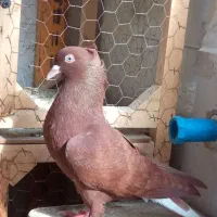 باسلام یه عددسرخ دم سفیدفروشی ماده