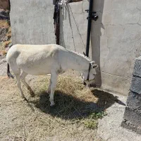 الاغ ماده