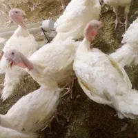 بوقلمون گوشتی