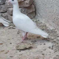 جوجه هومر سفید کله اسبی