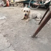 سگ پامر ماده