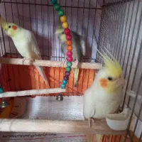 سه عدد عروس هلندی کاملا سالم