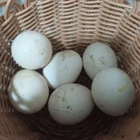 تخم‌مرغ‌مرغ‌گلین‌اصل