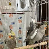 فروش پرنده عروس هلندی وقفس