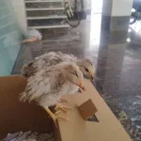 جوجه مرغ رسمی