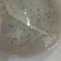بچه گوپی