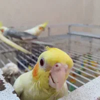 قفس کاسکو عروس هلندی مرغ عشق راهب قناری