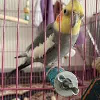 عروس هلندی بالق نر