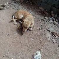 سگ نژاد دار