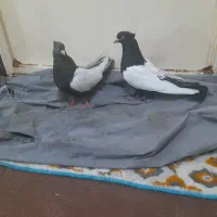 دوتاماده سینه ای