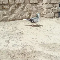 کبوتر