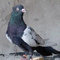 کفتر سینه ای و طوقی