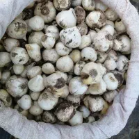 موسیر کوهی