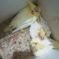 جوجه عروس هلندی